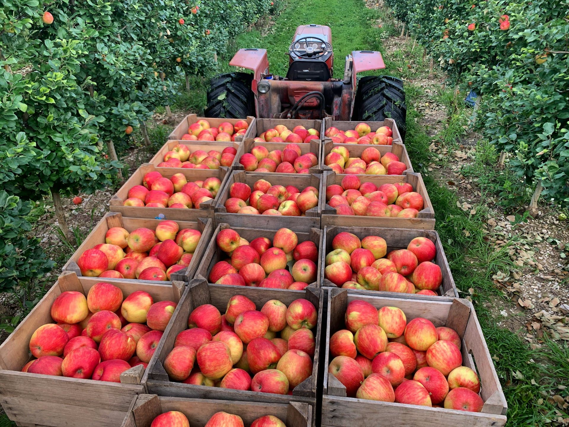 Cajas de madera con manzanas recién cosechadas listas para su embalaje en un huerto